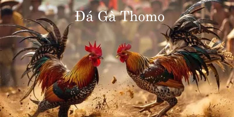 Đá gà Thomo - Hình thức giải trí có sức hút lớn